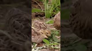 Common Quail sounds shorts birds wildlife animals [upl. by Ysiad]