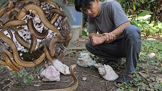 ISANG DRUM NA PUNO NG COBRA NAKAGAT SI COBRA PRINCE [upl. by Nwahsar]