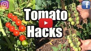 GROW TOMATOES NOT LEAVES 3 TOMATO HACKS [upl. by Demmahum]