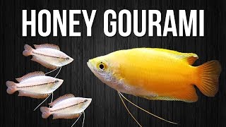 How to Breed Honey Gouramis [upl. by Townsend876]