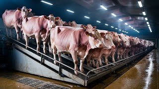 Advanced Equipment amp Technology in Fattening Cow Farming Cattle Processing amp Slaughter Line Explai [upl. by Arised]