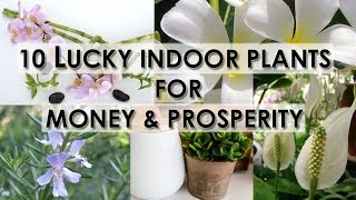 10 Lucky Indoor Plants For Money amp Prosperity [upl. by Oramug]