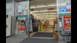 大きな猫君が 門番をする コンビニ～ファミマ猫！と淡路・謎のパラダイス（立川水仙郷） [upl. by Aisanahta181]