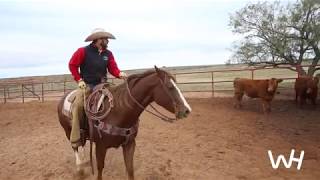 Clinton Anderson Foal Training  Downunder Horsemanship [upl. by Bierman212]