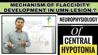 NEUROPHYSIOLOGY OF CENTRAL HYPOTONIA FLACCIDITY DUE TO UMN LESION [upl. by Dyob637]