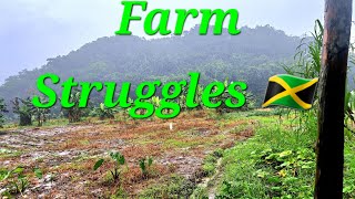 quotFarmers Battle River Cross amp Crop Clashquot in StAnn Jamaica 🇯🇲 fruitsfidiyutes diy fyp garden [upl. by Eiroc694]