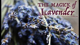 The Magick of Lavender  The White Witch Parlour [upl. by Gnof]