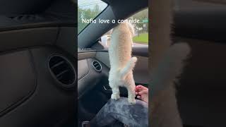 MALTIPOO VLOG NAFIA THINK HE IN A PARADEmaltipoovlog maltipoo maltipoos maltipooshorts [upl. by Gunar]