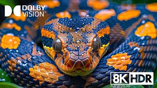 8K Dolby Vision Impressive Scenery Full HD 120fps [upl. by Lav]