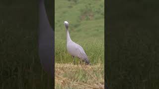 shorts Blue Cranes calling birdssinging wildlife birds [upl. by Harned864]