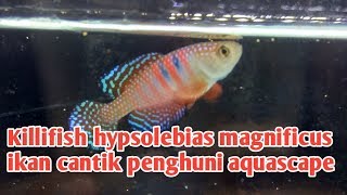 killifish hypsolebias magnificus [upl. by Emlen]