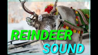 Reindeer sound effect  Animal Planet  Discovery  Extreme [upl. by Namar]