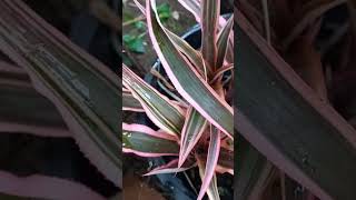 My beautiful star agave now lush amphealthyirenemontales20 irenemontales20 [upl. by Barnabas]