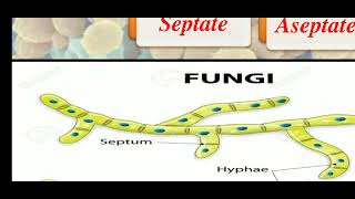 Fungi  Habitat and Thallus organization [upl. by Irahc]