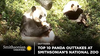 Top 10 Panda Cam Outtakes At Smithsonians National Zoo 🐼 Smithsonian Channel [upl. by Spillihp]