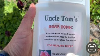 How I’m fighting Rose Black Spot  Uncle Toms Rose Tonic  Comfrey Tea [upl. by Hedgcock591]