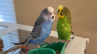 Parakeets squabbling over food – or just acting socially [upl. by Aissirac211]