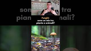 🍄Funghi ecco come si nutrono [upl. by Abey]