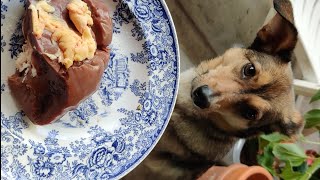 Kauen als Grundbedürfnis propercaninediet [upl. by Oleic]