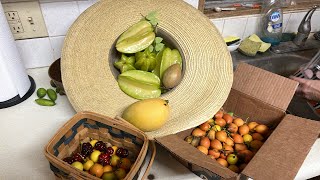 🔴 Amazing Fresh rare fruitsalad mango starfruit mangosteen farming garden live [upl. by Schell]