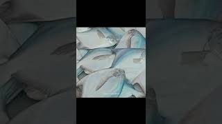 Fish Market fish shorts shortvideo [upl. by Sylera]