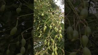 The Beauty of Sophora Japonica🌳✨Yulik nature trees beautiful travel [upl. by Eiloj939]