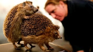 hedgehog mating  hedgehog mating call  hedgehog mating noise [upl. by Ozzie]