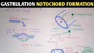 Gastrulation  Notochord And Mesoderm Formation  UrduHindi [upl. by Galanti]