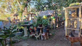 saludando desde mi jardíncito mi amarilis ya me va dar floraciónjardinfeliz jardinenotoño [upl. by Suiramad429]