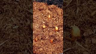 how to grow freesia bulbs in pot freesia planting guide planting freesia in pot freesia flower [upl. by Levin]