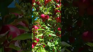 Amazing gala apple tree in USA Lovely view Wonderful naturenaturephotography naturenaturelovers [upl. by Chantalle710]