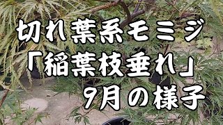 もみじ 「稲葉枝垂れ」 9月の様子 [upl. by Mohamed965]