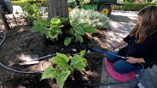 Potting Mangave  Digging amp Moving Perennials 🌿💚🌿  Garden Answer [upl. by Valma187]