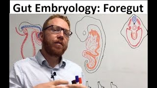 Foregut  Embryology [upl. by Monetta]