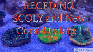 Receding Scoly and New Coral Update [upl. by Niar]