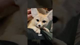 The smallest fox in the world  Fennec fox [upl. by Ahern840]