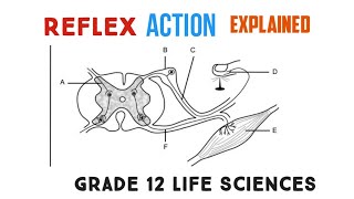 The reflex action Explained  Grade 12 Life Sciences [upl. by Tomasina214]