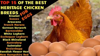 TOP15 Best egg laying HERITAGE CHICKEN breeds for your homestead farm Barnevelder Leghorn Marans [upl. by Mannos283]