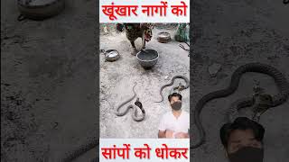 खूंखार नागों को कपड़े की तरह धोकर धूप में सुखाती नजर आई shorts snake [upl. by Myles]