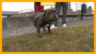 Benauwde hond van Sky 14 moest geopereerd worden [upl. by Jone]