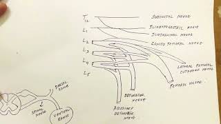 Nerves of Lower Limb 1 [upl. by Ries]