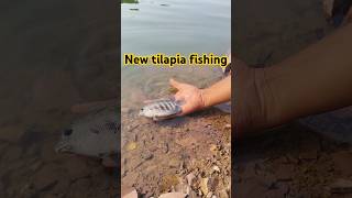 New tilapia fish 🐠fishingfishamazingyoutubeshortsshortsshortsfeedtilapia [upl. by Haikan]