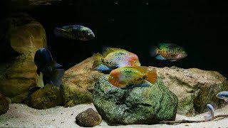 Added new fish to the tank [upl. by Noyerb]