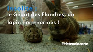 Le Géant des Flandres un lapin horsnormes   Météo à la carte [upl. by Ratna]