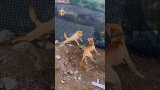 street dog fight  dog barking sound  dogs fight video dogfight streetdog [upl. by Douville]