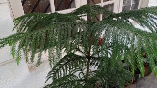 Christmas Tree  Araucaria  How to care amp keep plant in shape [upl. by Eile557]