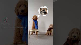 Goldendoodle puppy portrait Expectations VS Reality [upl. by Imac72]