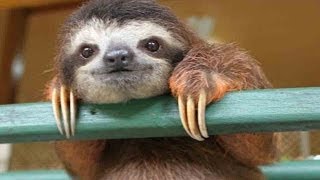 Cute Baby Sloth Rescue [upl. by Talyah]