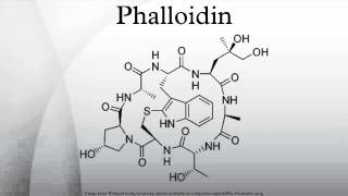 Phalloidin [upl. by Aissirac887]