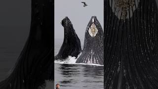 whale humpbackwhale wildlife ocean viralvideo [upl. by Derr]